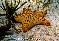 Sea Star seen in Isla Mujeres.  Photo taken with a Canon ... by Bonnie Conley 